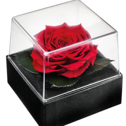 Blumen und Präsente von Blumenversand Edelweiß. Angebot "Rosenblüte in Geschenkbox" ab 24.99 zzgl. Lieferung.