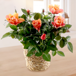 Blumen und Präsente von FloraPrima. Angebot "Orange Rose im Weidenkorb" ab 21.99 zzgl. Lieferung.
